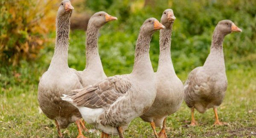 Délka života divokých a domácích hus